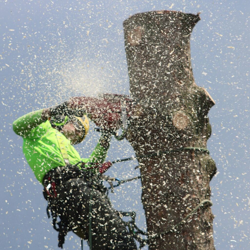 Nuove linee guida di sicurezza per i lavori su alberi con corde