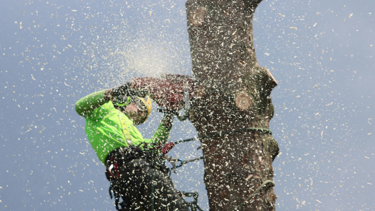 Nuove linee guida di sicurezza per i lavori su alberi con corde
